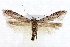  (Blastobasis NA8 - IAWAZ-0429.2)  @11 [ ] CreativeCommons - Attribution (2009) Unspecified Centre for Biodiversity Genomics