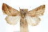  ( - IAWAZ-0440.1)  @15 [ ] CreativeCommons - Attribution (2009) Unspecified Centre for Biodiversity Genomics