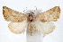  (Eublemma recta - IAWAZ-0440.2)  @15 [ ] CreativeCommons - Attribution (2009) Unspecified Centre for Biodiversity Genomics