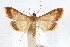  ( - IAWAZ-0448.1)  @15 [ ] CreativeCommons - Attribution (2009) Unspecified Centre for Biodiversity Genomics
