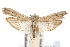  ( - IAWAZ-0451)  @14 [ ] CreativeCommons - Attribution (2009) Unspecified Centre for Biodiversity Genomics
