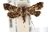 ( - IAWAZ-0527)  @14 [ ] CreativeCommons - Attribution (2009) Unspecified Centre for Biodiversity Genomics