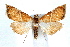  (Abegesta - IAWAZ-0529.2)  @15 [ ] CreativeCommons - Attribution (2009) Unspecified Centre for Biodiversity Genomics