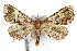  ( - IAWAZ-0533.1)  @14 [ ] CreativeCommons - Attribution (2009) Unspecified Centre for Biodiversity Genomics