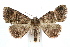  ( - IAWAZ-0533.2)  @14 [ ] CreativeCommons - Attribution (2009) Unspecified Centre for Biodiversity Genomics