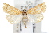 ( - IAWAZ-0537)  @14 [ ] CreativeCommons - Attribution (2009) Unspecified Centre for Biodiversity Genomics