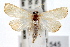  ( - IAWAZ-0545.1)  @14 [ ] CreativeCommons - Attribution (2009) Unspecified Centre for Biodiversity Genomics