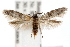  ( - IAWAZ-0550)  @14 [ ] CreativeCommons - Attribution (2009) Unspecified Centre for Biodiversity Genomics