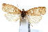  ( - IAWAZ-0552.1)  @13 [ ] CreativeCommons - Attribution (2009) Unspecified Centre for Biodiversity Genomics