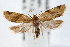  (Clepsis peritana - IAWAZ-0566)  @15 [ ] CreativeCommons - Attribution (2009) Unspecified Centre for Biodiversity Genomics