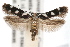  ( - IAWAZ-0580)  @11 [ ] CreativeCommons - Attribution (2009) Unspecified Centre for Biodiversity Genomics