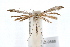 ( - IAWAZ-0588)  @14 [ ] CreativeCommons - Attribution (2009) Unspecified Centre for Biodiversity Genomics