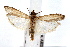  ( - IAWAZ-0615.1)  @13 [ ] CreativeCommons - Attribution (2009) Unspecified Centre for Biodiversity Genomics
