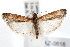  ( - IAWAZ-0616)  @14 [ ] CreativeCommons - Attribution (2009) Unspecified Centre for Biodiversity Genomics
