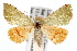  ( - IAWAZ-0622.1)  @13 [ ] CreativeCommons - Attribution (2009) Unspecified Centre for Biodiversity Genomics