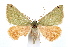  ( - IAWAZ-0622.2)  @14 [ ] CreativeCommons - Attribution (2009) Unspecified Centre for Biodiversity Genomics