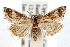  (Frechinia nr. helianthiales - IAWAZ-0629)  @14 [ ] CreativeCommons - Attribution (2009) Unspecified Centre for Biodiversity Genomics