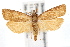  ( - IAWAZ-0631)  @14 [ ] CreativeCommons - Attribution (2009) Unspecified Centre for Biodiversity Genomics