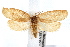  ( - IAWAZ-0632.1)  @14 [ ] CreativeCommons - Attribution (2009) Unspecified Centre for Biodiversity Genomics
