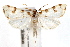  (Lygropia octonalis - IAWAZ-0642)  @15 [ ] CreativeCommons - Attribution (2009) Unspecified Centre for Biodiversity Genomics