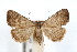  (Zelicodes - IAWAZ-0653)  @15 [ ] CreativeCommons - Attribution (2009) Unspecified Centre for Biodiversity Genomics