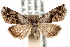  (Tripudia inquaesita - IAWAZ-0659)  @15 [ ] CreativeCommons - Attribution (2009) Unspecified Centre for Biodiversity Genomics