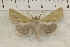  (Copablepharon viridisparsa - IAWAZ-0823)  @15 [ ] Unspecified (default): All Rights Reserved  Unspecified Unspecified