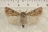  (Setagrotis vocalis - IAWAZ-0835)  @14 [ ] Unspecified (default): All Rights Reserved  Unspecified Unspecified