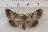  (Sympistis buto - IAWAZ-0854)  @14 [ ] Unspecified (default): All Rights Reserved  Unspecified Unspecified