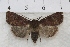  (Pseudorthodes sp - IAWAZ-0892)  @13 [ ] Unspecified (default): All Rights Reserved  Unspecified Unspecified