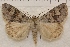  (Drasteria scrupulosa - IAWAZ-0920)  @16 [ ] Unspecified (default): All Rights Reserved  Unspecified Unspecified
