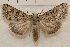  (Sympistis acheron - IAWAZ-0922)  @14 [ ] Unspecified (default): All Rights Reserved  Unspecified Unspecified