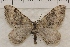  (Xanthorhoe alticolata - IAWAZ-0940)  @14 [ ] Unspecified (default): All Rights Reserved  Unspecified Unspecified