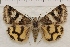  ( - IAWAZ-0967)  @14 [ ] Unspecified (default): All Rights Reserved  Unspecified Unspecified