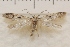  (Holcocera sp - IAWAZ-0996)  @11 [ ] Unspecified (default): All Rights Reserved  Unspecified Unspecified