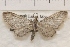  (Eupithecia sp. 11 - IAWAZ-1001)  @12 [ ] Unspecified (default): All Rights Reserved  Unspecified Unspecified