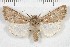  (Scotogramma gatei - IAWAZ-1395)  @15 [ ] CreativeCommons - Attribution Non-Commercial Share-Alike (2011) Ian Watkinson Arizona Western College