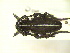  (Dorcadion arenarium - CLV12509)  @14 [ ] Unspecified (default): All Rights Reserved  Unspecified Unspecified