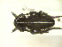  (Dorcadion regulare - CLV12609)  @13 [ ] Unspecified (default): All Rights Reserved  Unspecified Unspecified