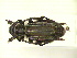  (Dorcadion drusum - CLV13009)  @13 [ ] Unspecified (default): All Rights Reserved  Unspecified Unspecified