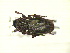  (Dorcadion sodale - CLV13309)  @11 [ ] Unspecified (default): All Rights Reserved  Unspecified Unspecified