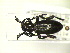  (Dorcadion libanoticum - CLV13409)  @14 [ ] Unspecified (default): All Rights Reserved  Unspecified Unspecified