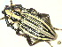  (Dorcadion balchashense - CLV13509)  @11 [ ] Unspecified (default): All Rights Reserved  Unspecified Unspecified