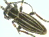  (Dorcadion abakumovi - CLV14009)  @13 [ ] Unspecified (default): All Rights Reserved  Unspecified Unspecified