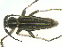  (Dorcadion tschitscherini - CLV14209)  @14 [ ] Unspecified (default): All Rights Reserved  Unspecified Unspecified