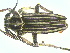  (Dorcadion suvorovi - CLV14309)  @13 [ ] Unspecified (default): All Rights Reserved  Unspecified Unspecified