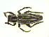  (Dorcadion nikolaevi - CLV14409)  @13 [ ] Unspecified (default): All Rights Reserved  Unspecified Unspecified
