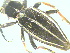  (Dorcadion cephalotes - CLV14609)  @12 [ ] Unspecified (default): All Rights Reserved  Unspecified Unspecified