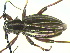  (Dorcadion urdzharicum - CLV14709)  @12 [ ] Unspecified (default): All Rights Reserved  Unspecified Unspecified