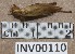  ( - INV00110)  @11 [ ] CreativeCommons - Attribution (2016) EnvMetaGen Research Center in Biodiversity and Genetic Resources